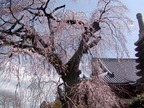 桜13-03-23 常陸大宮西方寺