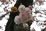 桜日立t多賀大学通