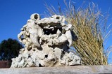 笠間焼き初釜市干支虎