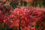 花彼岸花西河内町二又