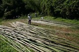 西塩子の回り舞台08-09-287竹の切り出し