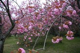八重桜まつり08-04-24