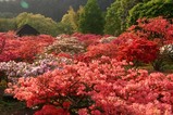 笠間09-04-30佐白山ツツジ8分咲き
