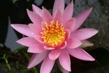 花睡蓮西山荘
