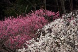 西山荘桃源梅09-03-08