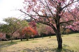 桜静峰公園