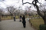 水戸の梅祭り