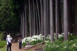 あじさいの森・そば道場(2)人物
