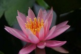 花睡蓮西山荘