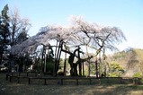 桜と雪10-4-17 (5)小生瀬のシダレザクラ