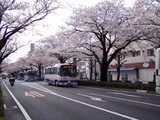 桜平和通り