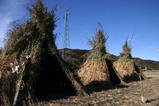 鳥追い小屋茅根町わ(12)