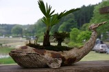 笠間の陶炎祭(ひまつり)204青木美佐緒