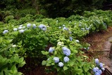 あじさい辰口親水公園