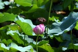 花蓮親沢の池