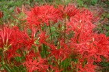 花彼岸花水府松平