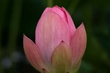花蓮親沢の池