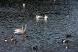 白鳥古徳沼07-12-06