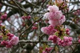 桜静峰公園