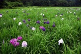 青山花菖蒲園