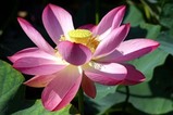 花蓮親沢の池