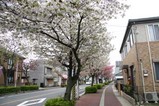 桜日立t多賀大学通