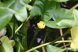 花蓮石岡風土記の丘