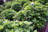 あじさい辰口親水公園