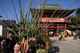 笠間菊祭り