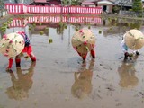 笠間御田植え祭A03-05-10