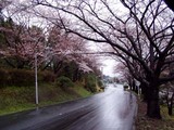 日研の桜