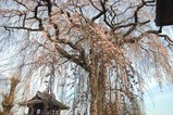桜額田阿弥陀寺