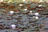 花睡蓮宮の池公園