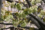 八重桜多賀大学通り08-04-25(12)ウコン
