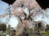 桜11-04-11常陸大宮西方寺