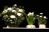 大根むき花