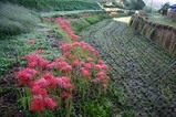 花彼岸花西河内町二又