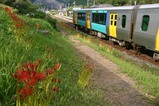 彼岸花08-09-23中舟生駅列車線路