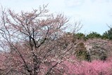 古河桃まつり桃の花菜の花(1)