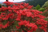 笠間つつじまつり08-04-26(1)つつじ