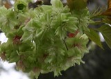 桜日立t多賀大学通