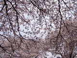 さ桜前原児童公園