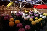笠間菊祭り