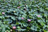 花蓮親沢の池