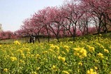 古河桃まつり桃の花菜の花(2)