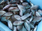 久慈漁港の魚061124