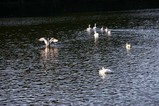 白鳥古徳沼07-12-06