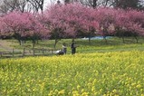 古河桃まつり桃の花菜の花(2)