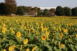 花ひまわり那珂