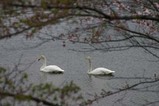 白鳥古徳沼